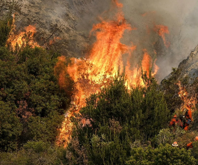 Противопожарная защита лесного хозяйства